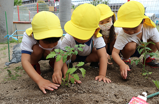 園の畑で、植えたばかりの苗を顔を寄せてのぞきこむ子どもたち